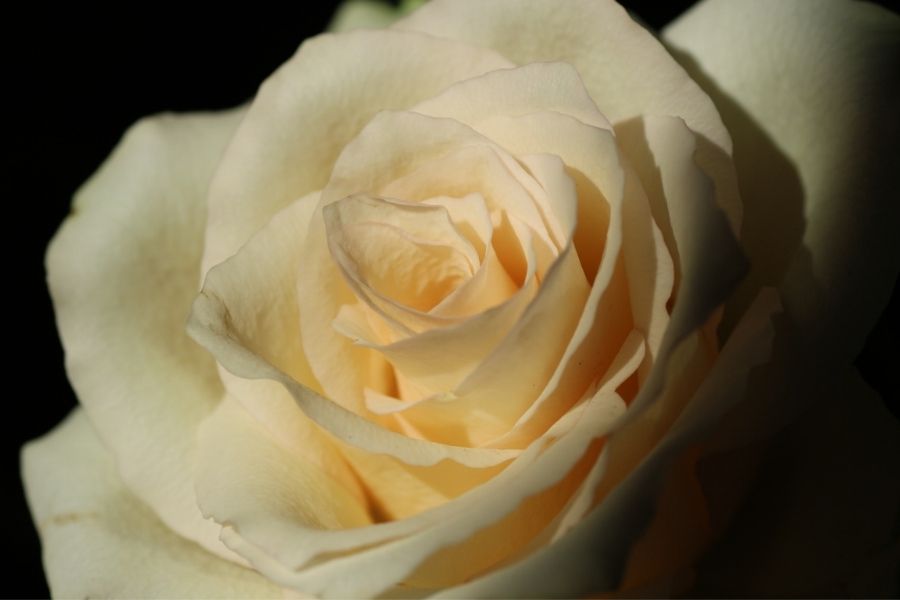 Inspiratie foto voor je persoonlijke ontwikkeling door de symboliek van de roos